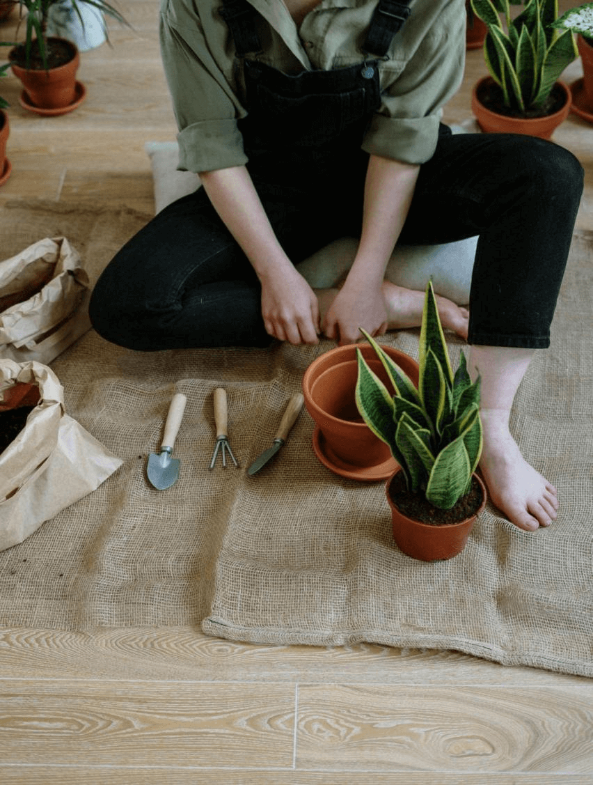 Transplanting