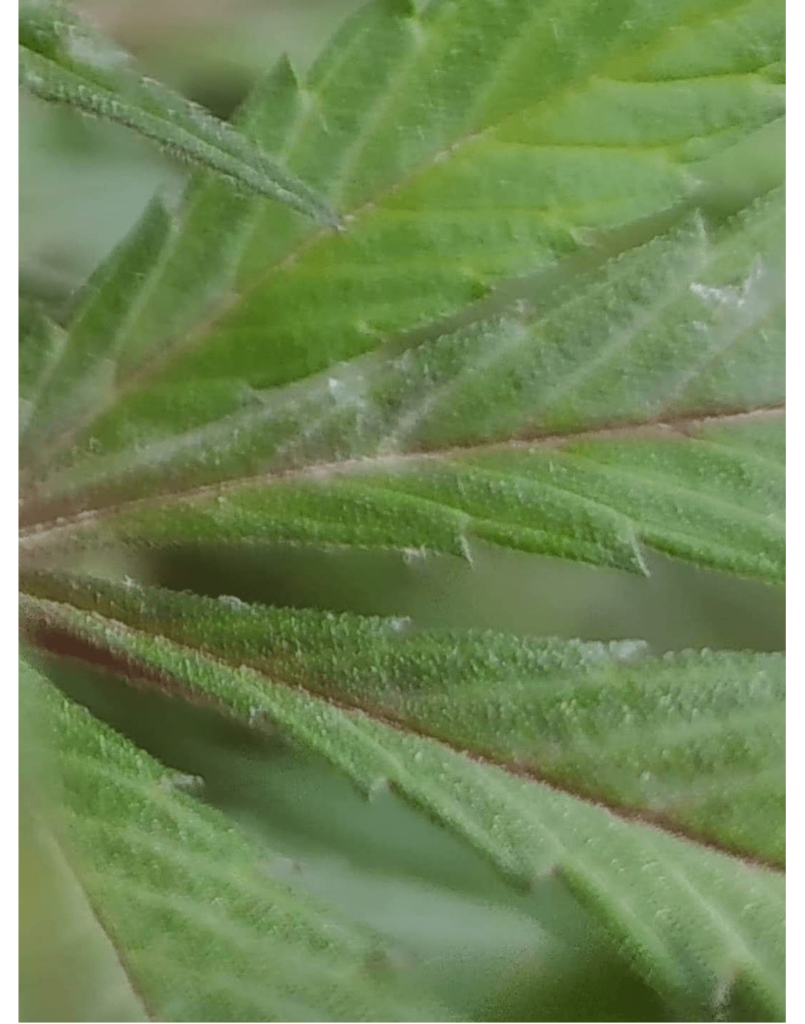 Cannabis mildew